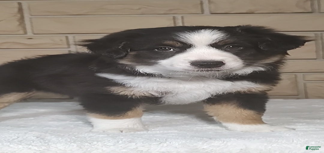 Gallery Image {{count}}