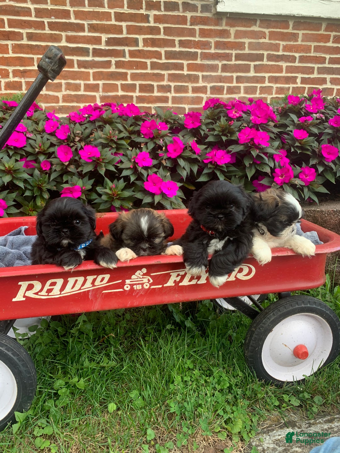 Shih Tzu dogs for sale: Archie - Ad 6