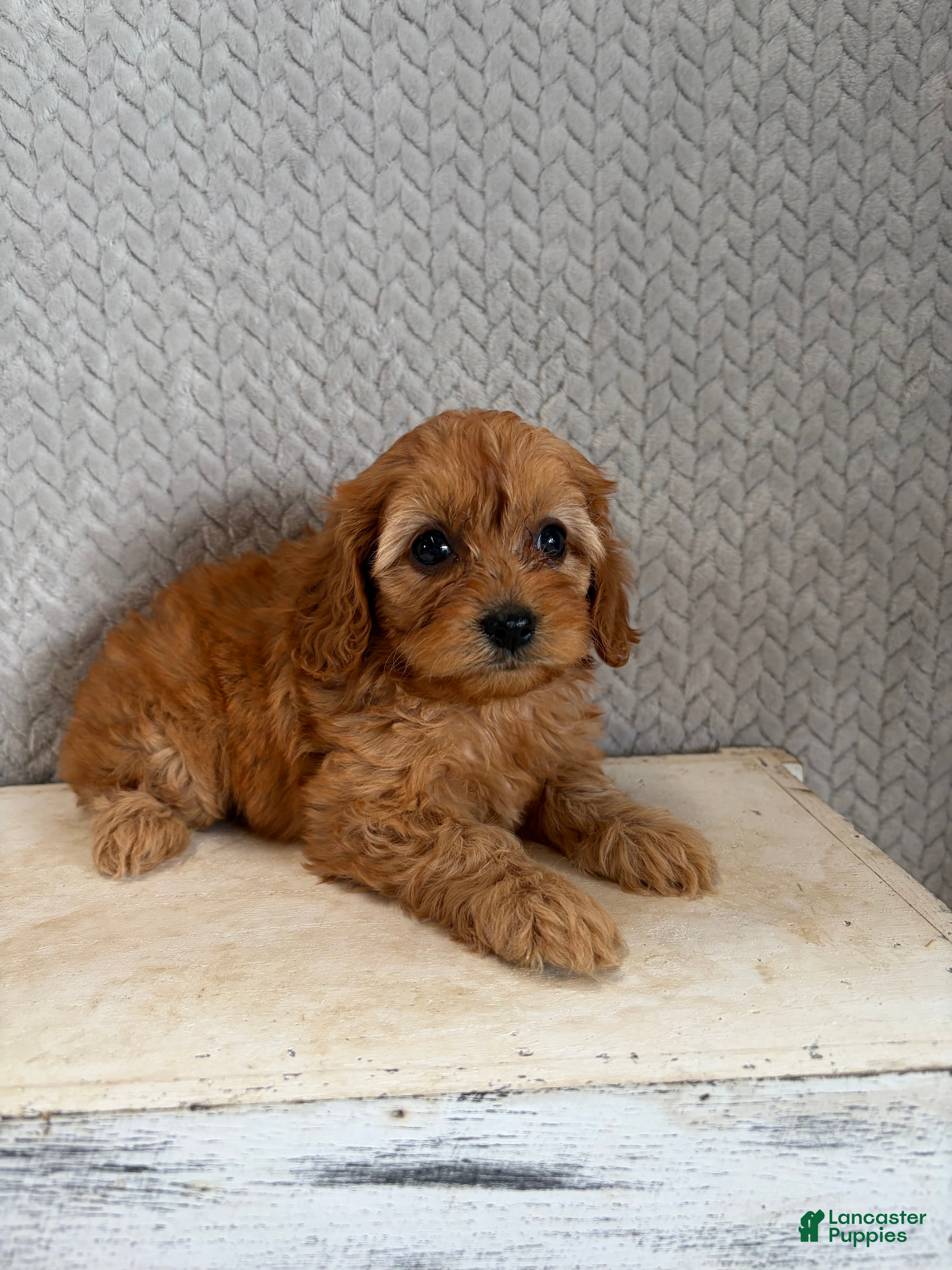 Cavapoo dogs Macy - Ad 1