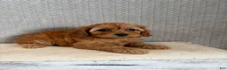 Cavapoo dogs for sale: Macy - Ad 1