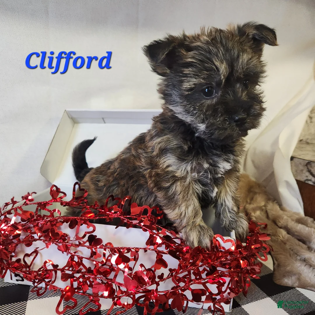 Yochon dogs for sale: Clifford - Ad 1