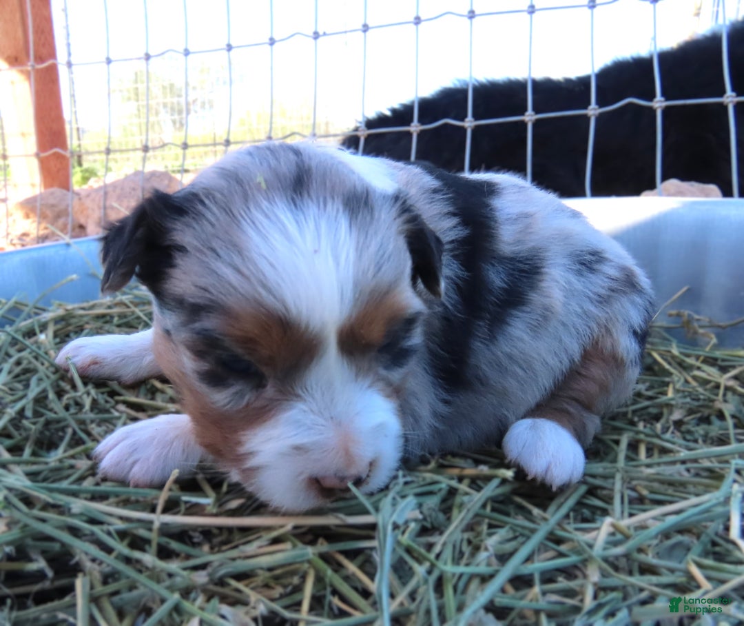 Miniature Australian Shepherd dogs for sale: Blue merle girl with blue eyes - Ad 1