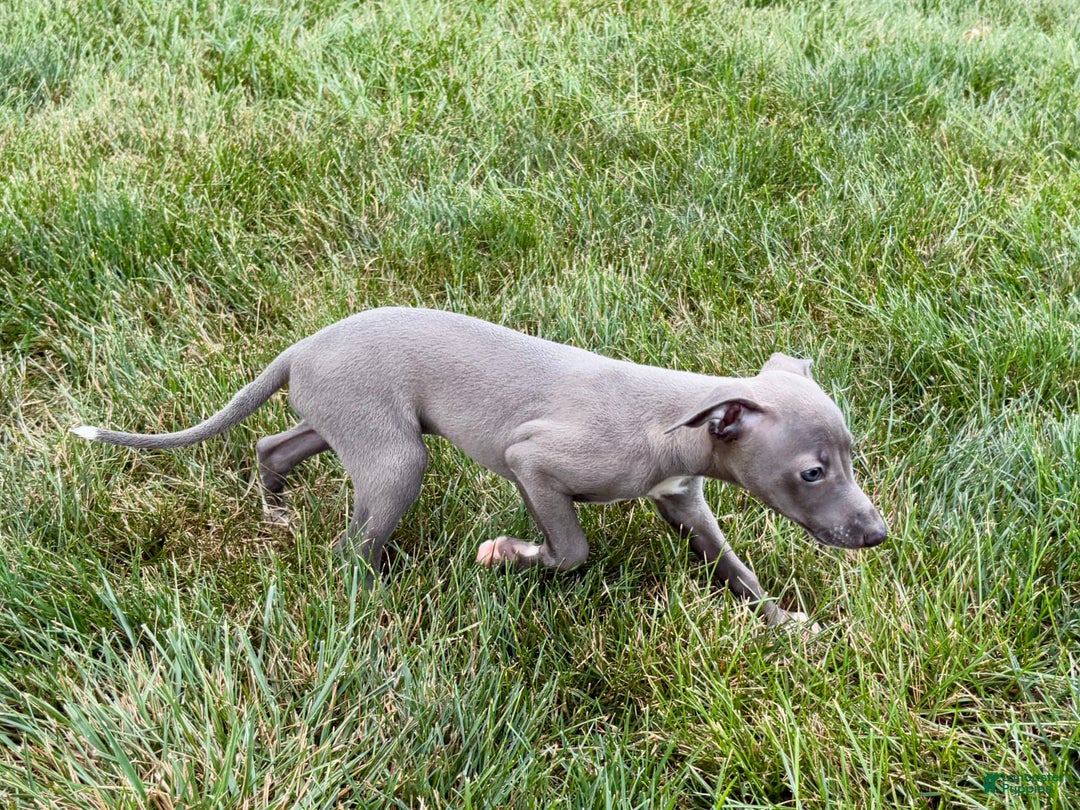 Italian Greyhound dogs for sale: Jenna - Ad 7