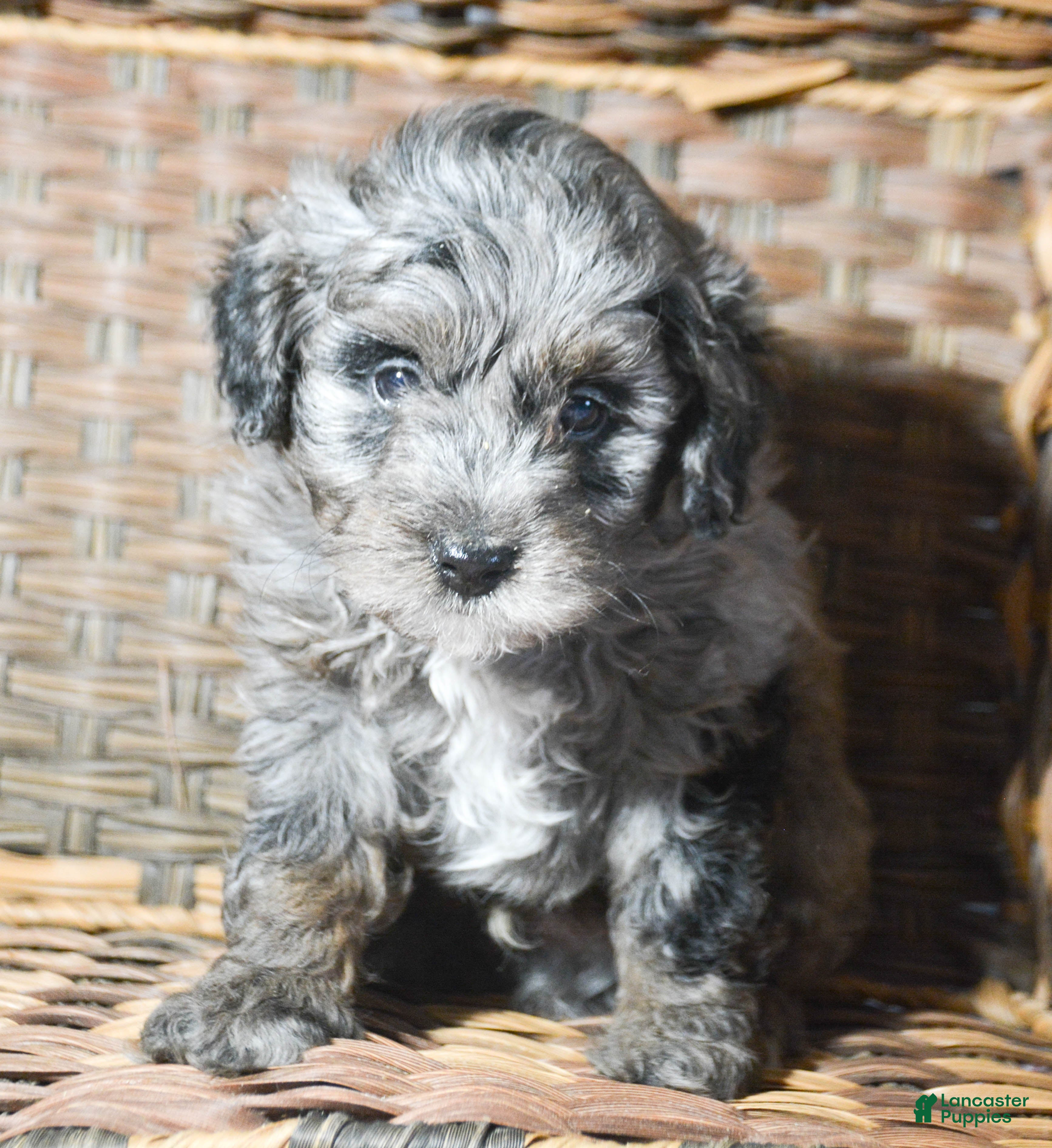 Mini Bernedoodle dogs Micro Bernedoodle Puppy 2 Baxter - Ad 38