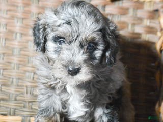 Mini Bernedoodle dogs Micro Bernedoodle Puppy 2 Baxter - Ad 38