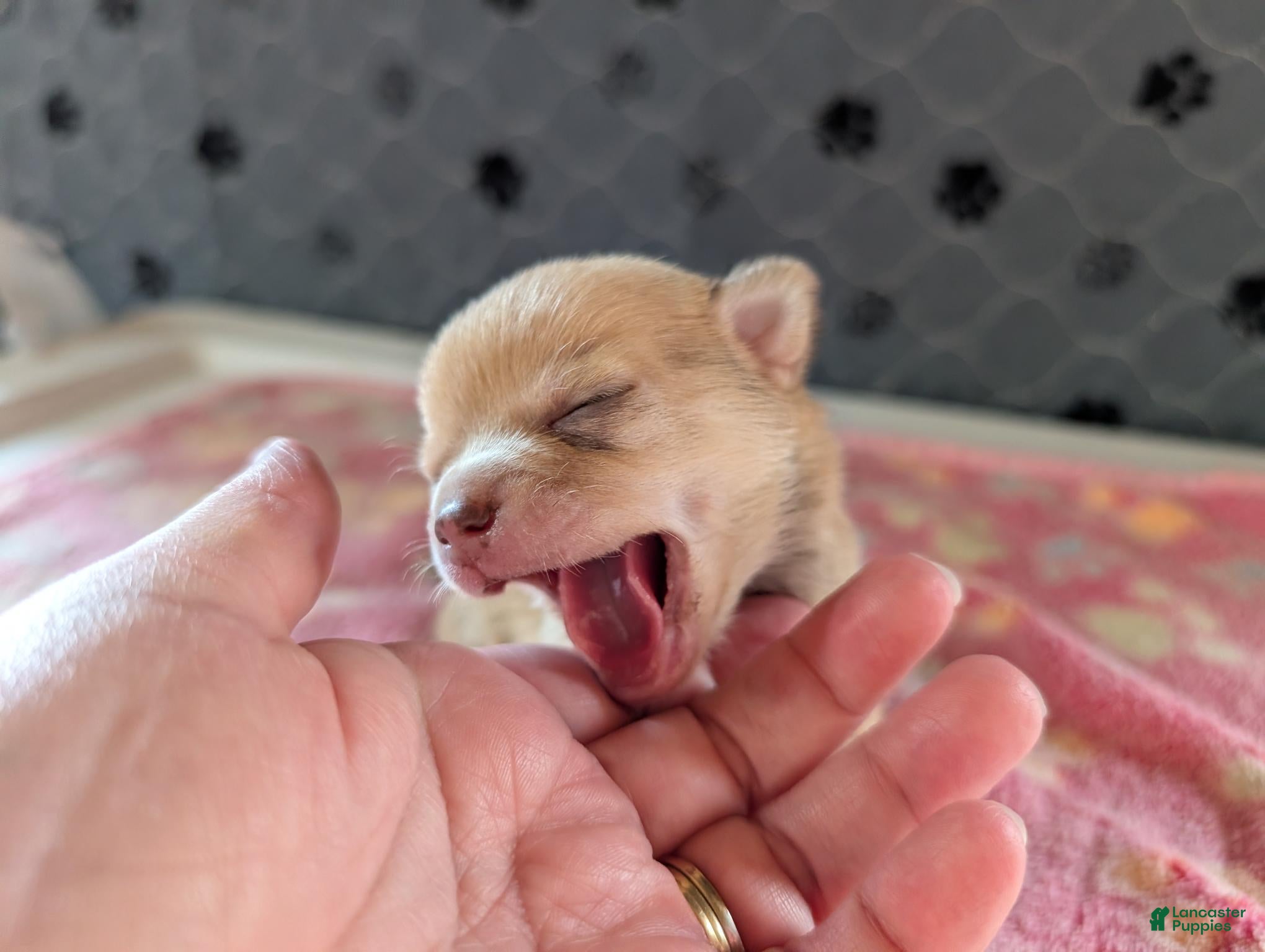 Chihuahua dogs Franklin - Ad 24