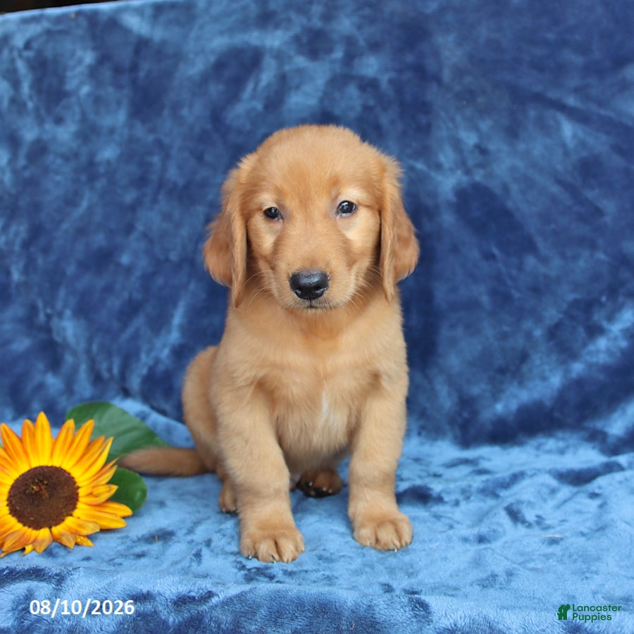 Golden Retriever dogs Tanner - Ad 1