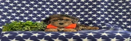 Bichpoo dogs for sale: Aiden - Ad 7