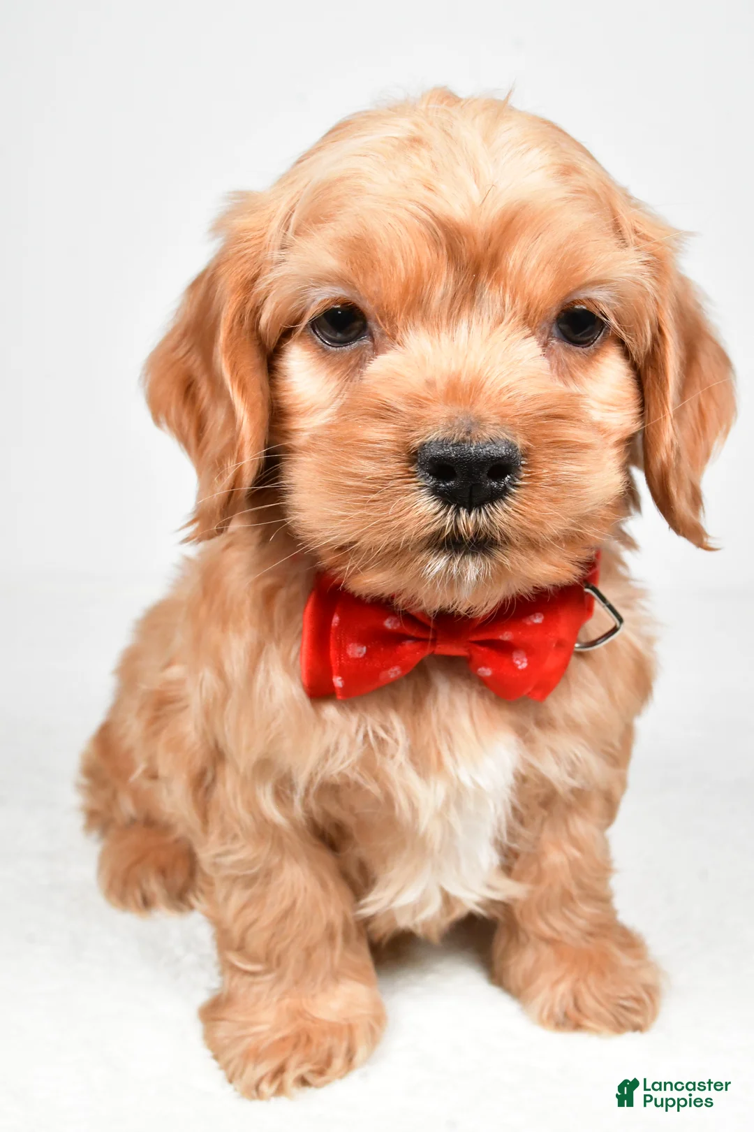 Cockapoo dogs for sale: Patrick - Ad 6