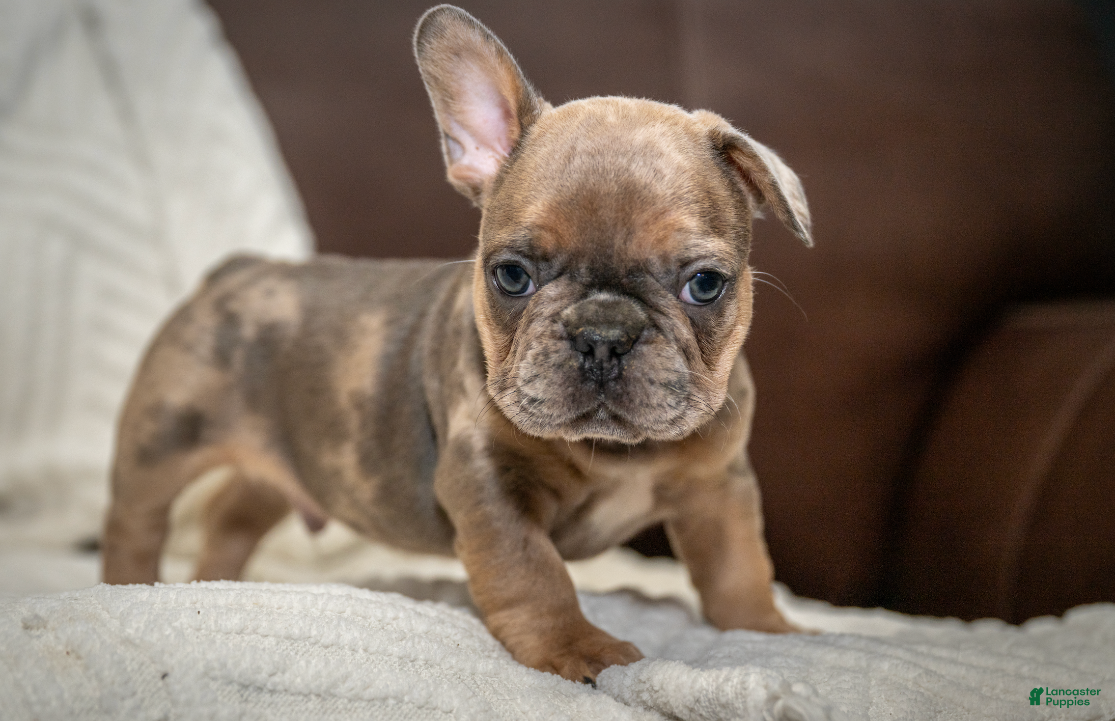 French Bulldog dogs Charlie - Ad 28