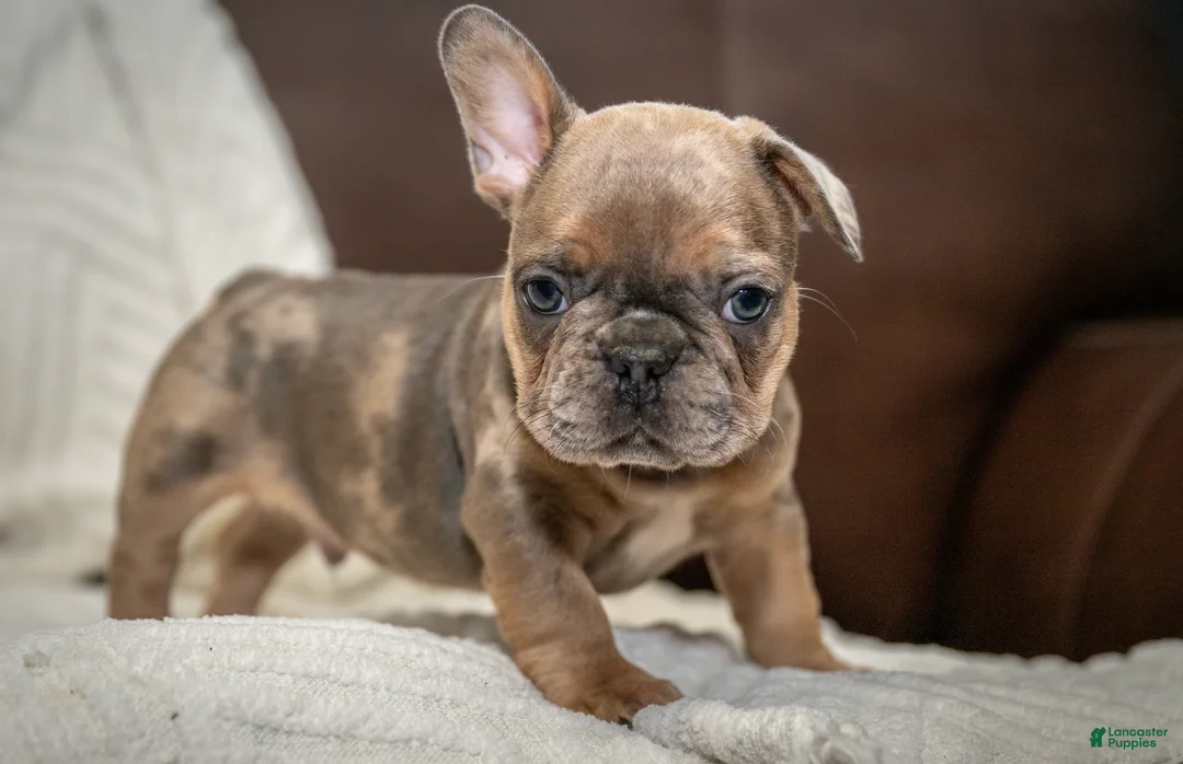 French Bulldog dogs for sale: Charlie - Ad 1