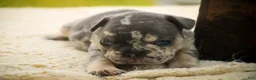 French Bulldog dogs for sale: Sawyer French Bulldog  - Ad 3