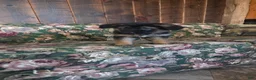 German Shepherd dogs for sale: Heather - Ad 9
