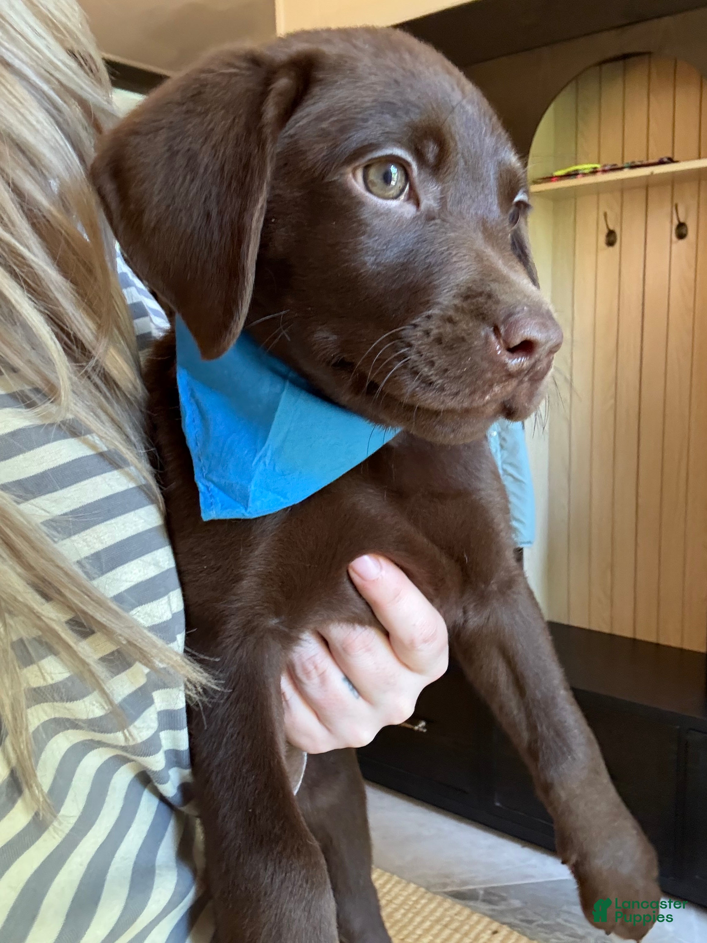 Labrador Retriever dogs Blue Collar Chocolate Male Lab Puppy - Ad 1