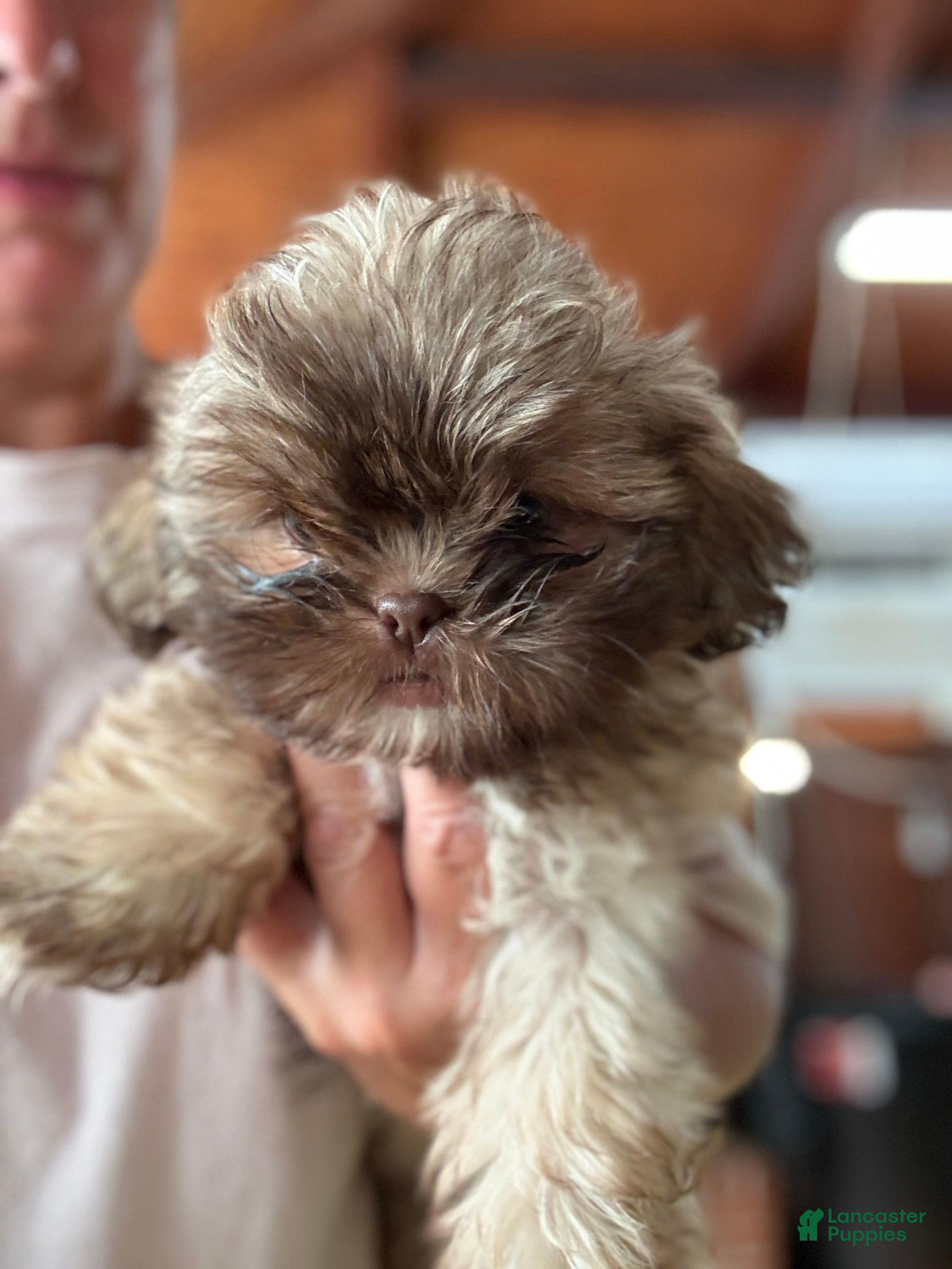 Shih Tzu