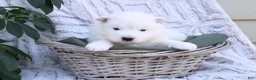 Samoyed dogs for sale: Samoyed Puppy 5 - Ad 6