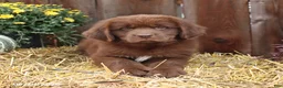 Newfoundland dogs for sale: Grizzly - Ad 3