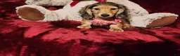 Miniature Dachshund dogs for sale: HONEY  - Ad 7