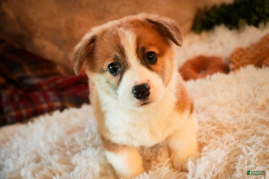 Welsh Corgi Pembroke dogs for sale: Toast - Ad 3