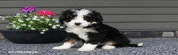 Mini Bernedoodle dogs for sale: River - Ad 3