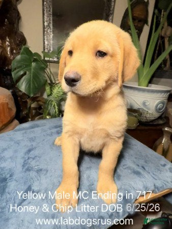 Labrador Retriever dogs Boy 5 - Ad 16