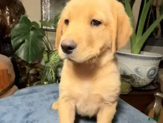 Labrador Retriever dogs Boy 5 - Ad 16