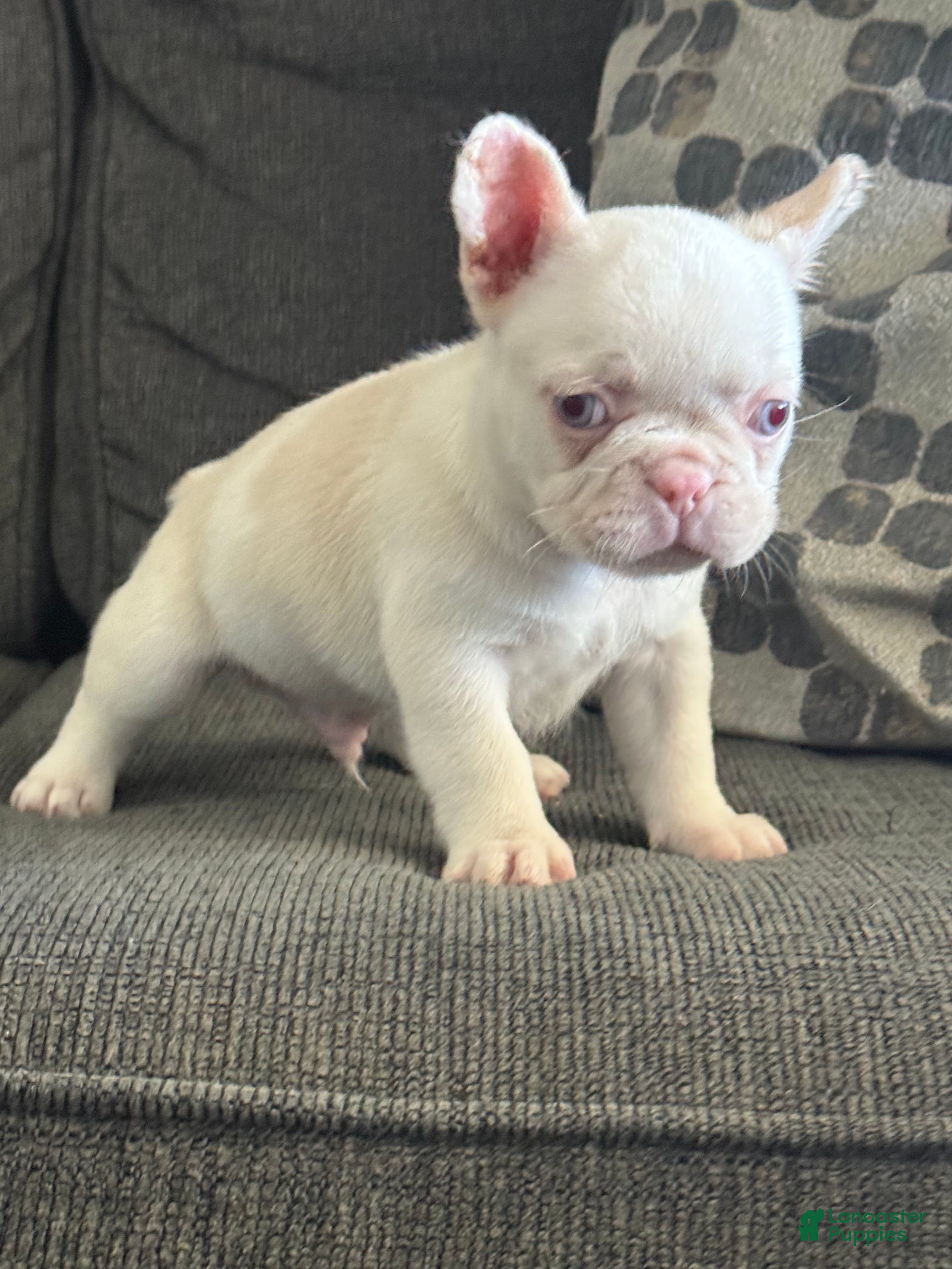 French Bulldog dogs Pinkey  - Ad 2