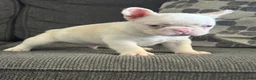 French Bulldog dogs for sale: Pinkey  - Ad 4