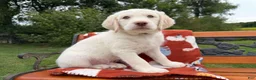 Labradoodle dogs for sale: Cash (Boy) - Ad 6