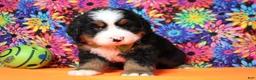 Bernese Mountain Dog dogs for sale: Murphy  - Ad 7