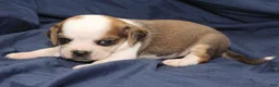 Puggle dogs for sale: Han - Ad 3