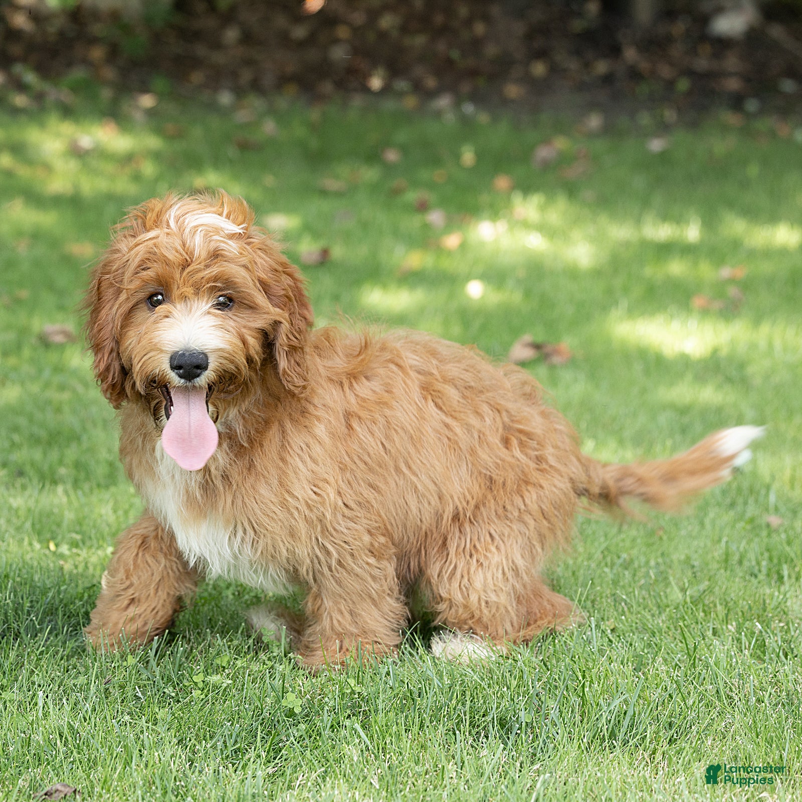 Cavapoo dogs Happy Cavapoo  - Ad 2
