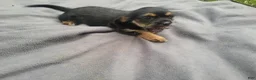 Morkie dogs for sale: Angie - Ad 4