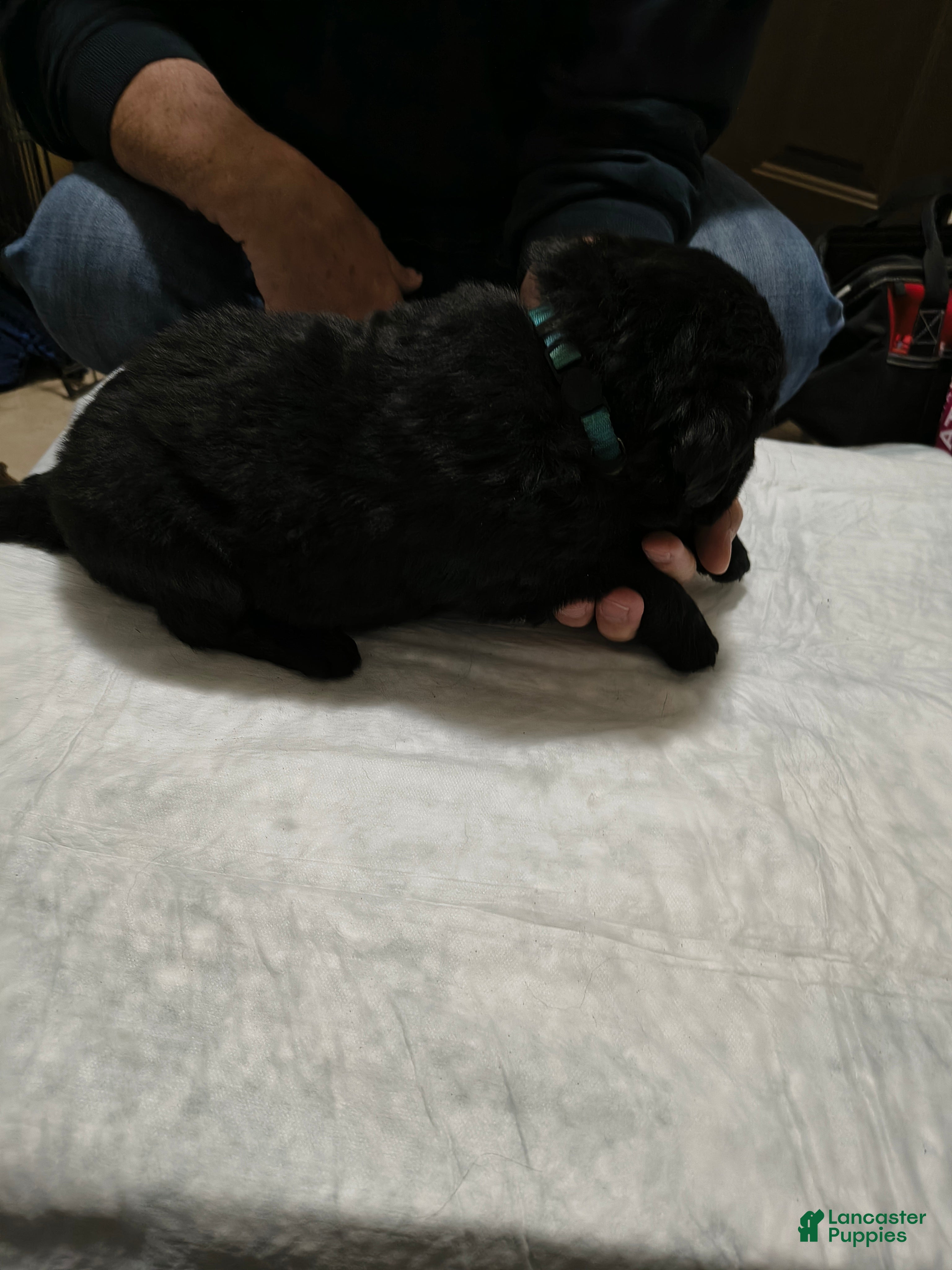 Newfoundland dogs Baby Blue collar  - Ad 29