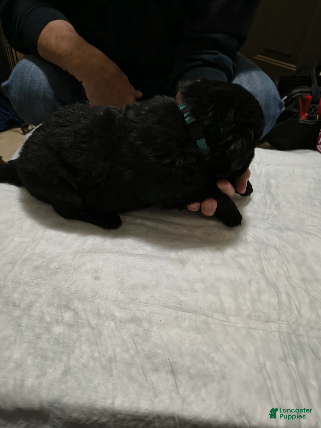 Newfoundland dogs for sale: Baby Blue collar  - Ad 1