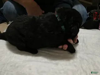 Newfoundland dogs Baby Blue collar - Ad 29