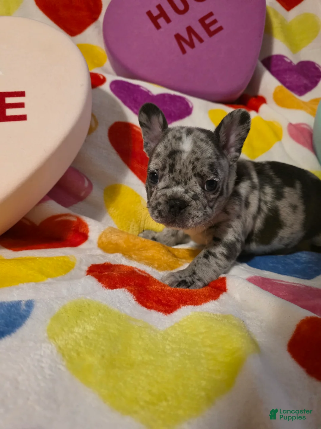 French Bulldog dogs for sale: French Bulldog Puppy 2 - Ad 1