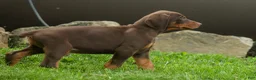 Doberman Pinscher dogs for sale:  Deacon (Red Rust) 🐶🖤🐾 - Ad 18