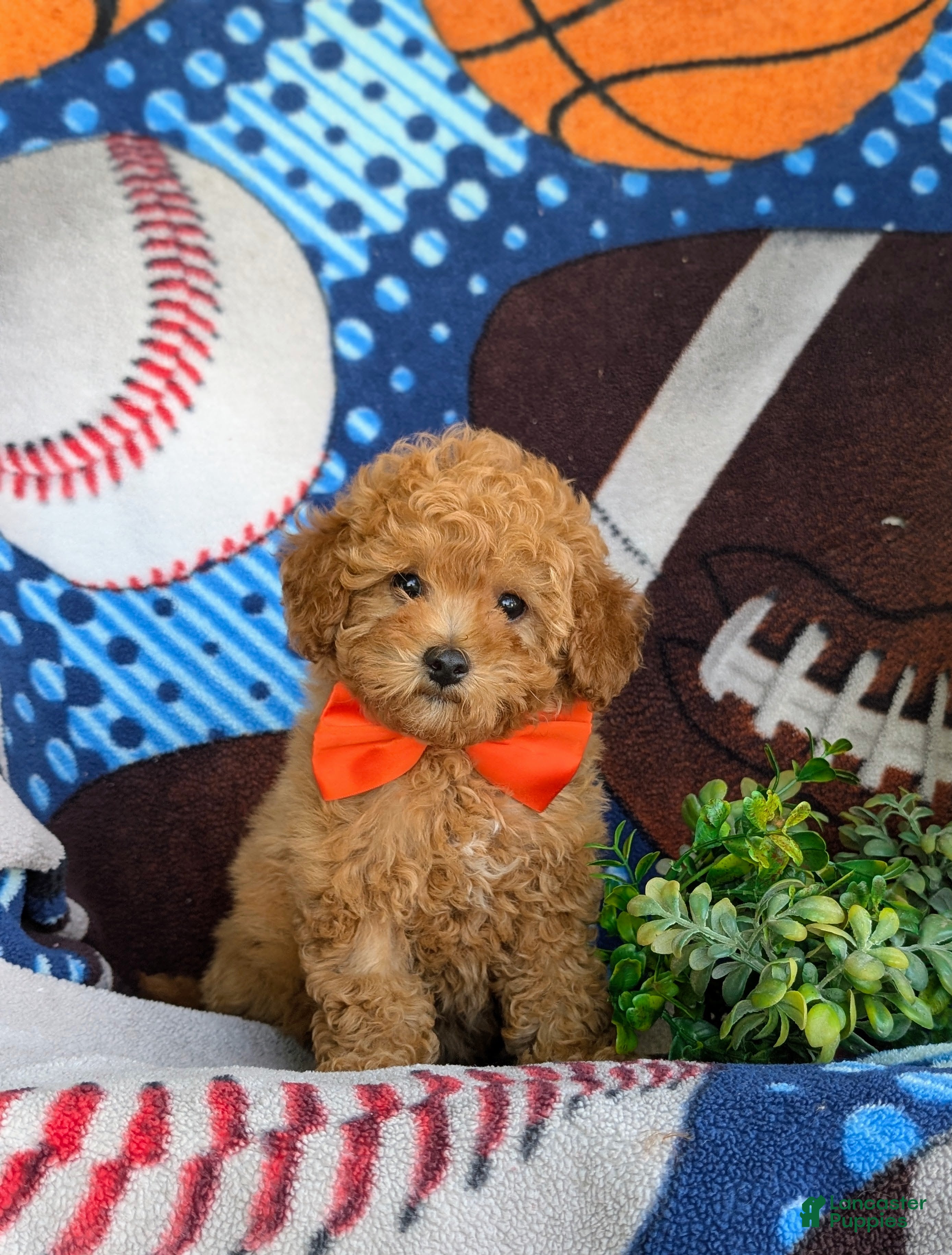 Toy Poodle dogs Norton 9 lbs Full Grown - Ad 1