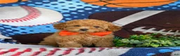 Toy Poodle dogs for sale: Norton 9 lbs Full Grown - Ad 1