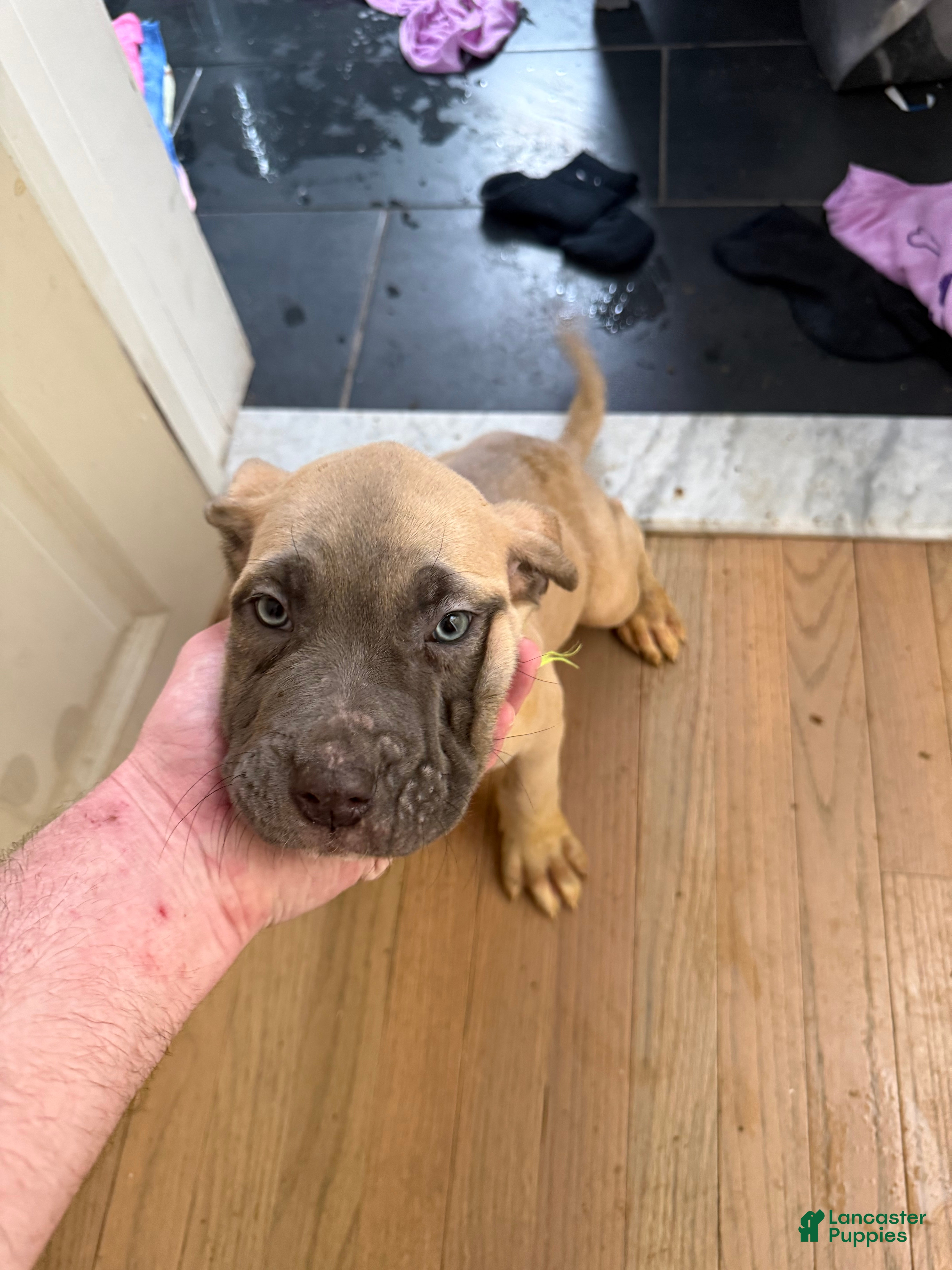 Cane Corso dogs Cane Corso Puppy 1 - Ad 2