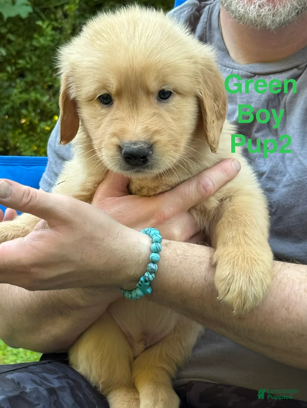 Golden Retriever dogs for sale: Green Boy - Ad 1