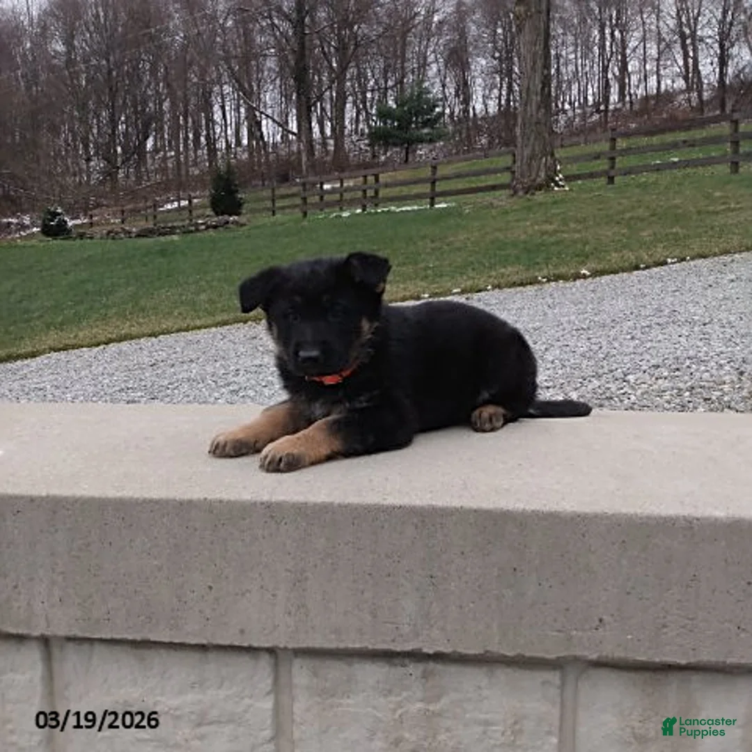 German Shepherd dogs for sale: Chip - Ad 1