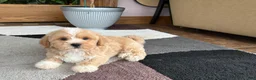Mixed Breed dogs for sale: Lhatese boy 1 - Ad 11