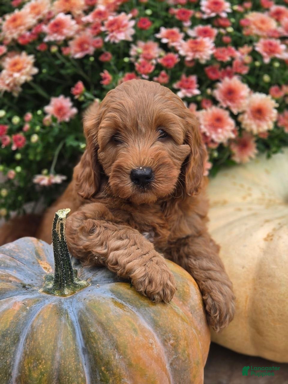 Mini Goldendoodle dogs Luna - Ad 1