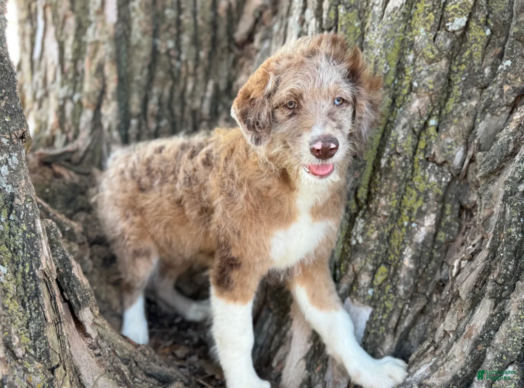 Aussiedoodle dogs for sale: Red Merle Male - Ad 3