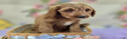 Cavapoo dogs for sale: Glacier - Ad 31