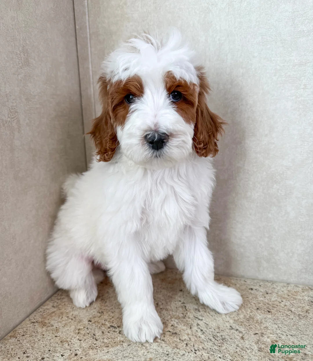 Goldendoodle dogs for sale: Ivy - Ad 4