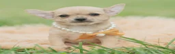 Chihuahua dogs for sale: Squeak - Ad 2