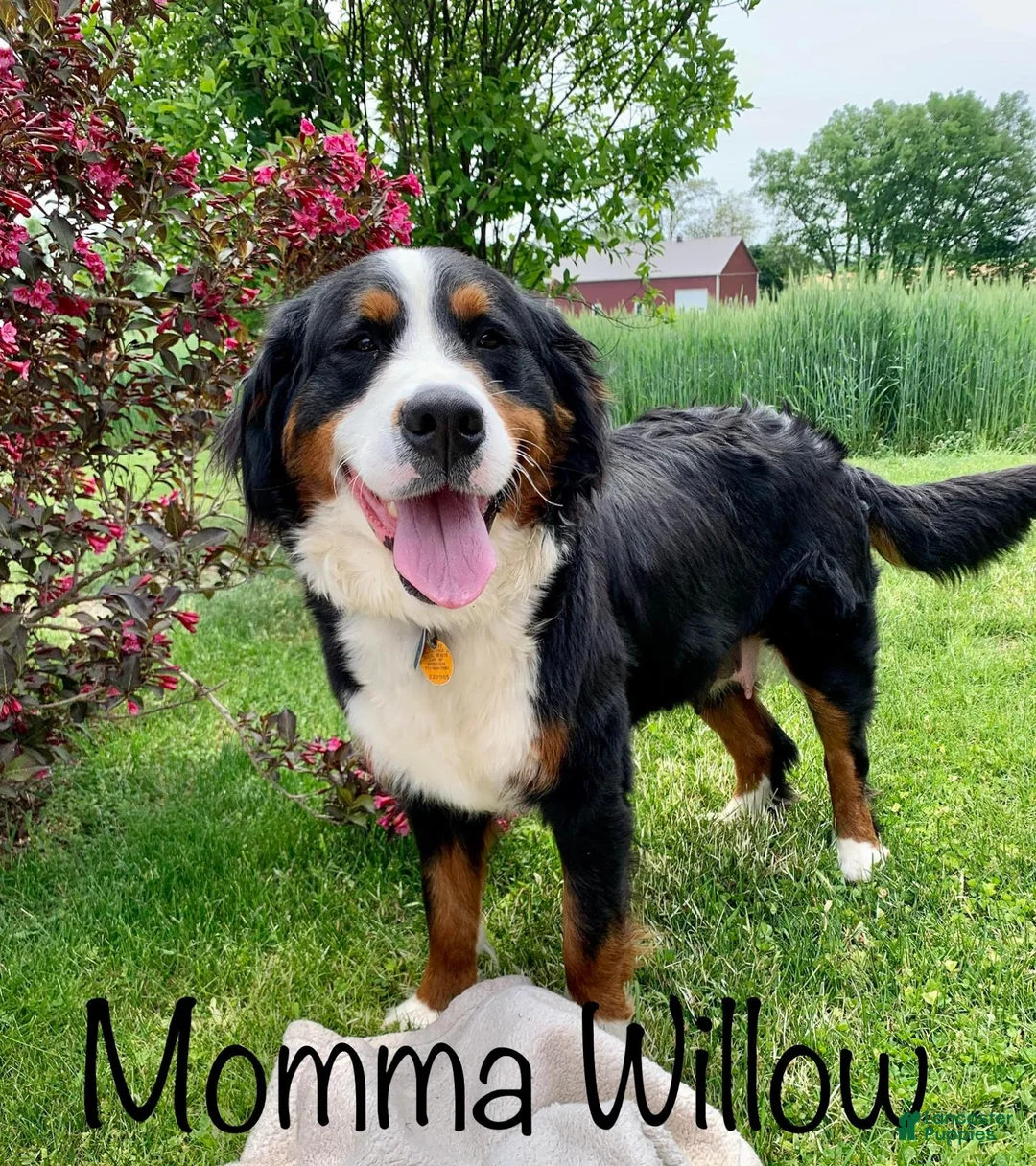 Bernese Mountain Dog dogs for sale: Rusty  - Ad 3